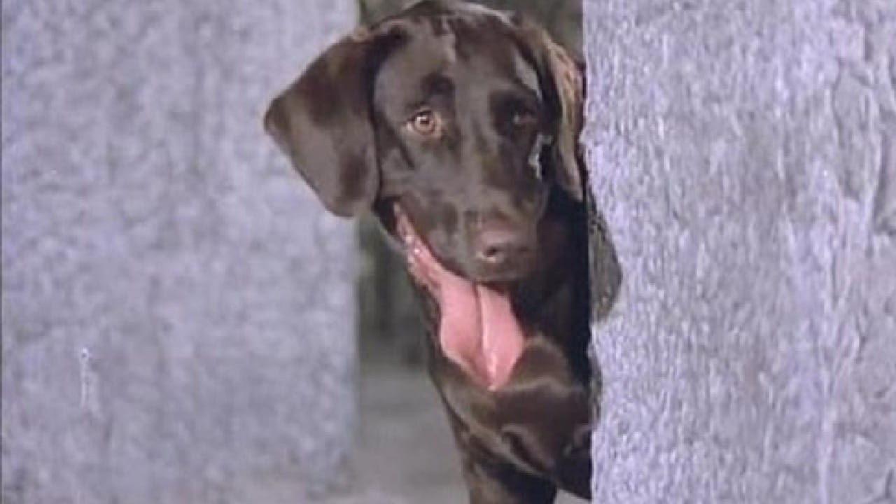 हिंदी चित्रपटसृष्टीत माणूस आणि प्राणी यांच्यातील नातं अनेकदा अतिशय भावनिक आणि संवेदनशील पद्धतीने दाखवलं गेलं आहे. कधी 'हाथी मेरे साथी' मधील हत्ती आणि राजेश खन्ना यांचं नातं, तर कधी 'इन्सानियत' मधील चिंपांझी आणि देव आनंद यांची मैत्री प्रेक्षकांना भावली होती.