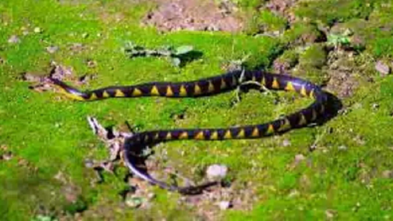 लसूण व कांद्यात सल्फरयुक्त संयुगे असतात. हा उग्र वास सापांना सहन होत नाही. त्यामुळे तुम्ही घराच्या प्रवेशद्वाराजवळ लसणाचा ठेचलेला पेस्ट किंवा चिरलेला कांदा ठेवा.