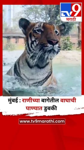 मुंबई : राणीच्या बागेतील वाघाची पाण्यात डुबकी.
