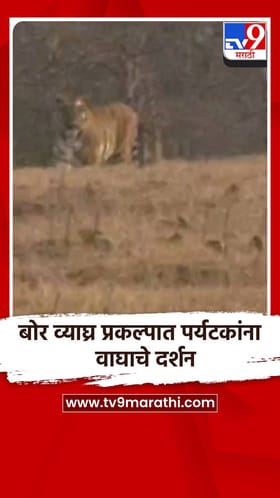 बोर व्याघ्र प्रकल्पात पर्यटकांना वाघाचे दर्शन.