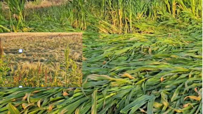 राज्यात गारपिटीने दाणादाण, अवकाळीने तोंडचा घास हिरवला...मोठा फटका