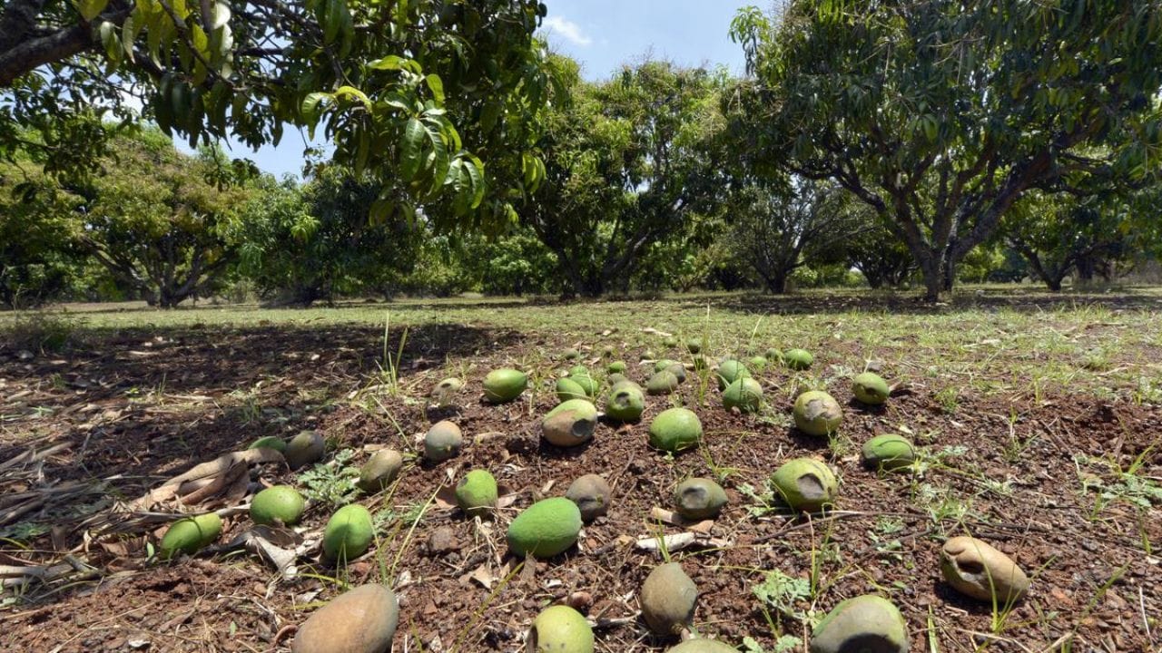 रत्नागिरीत अवकाळी पावसाचा आंब्यांना फटका, शेतकऱ्यांचे मोठे नुकसान
