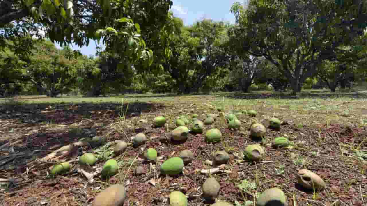 रत्नागिरीत अवकाळी पावसाचा आंब्यांना फटका, शेतकऱ्यांचे मोठे नुकसान