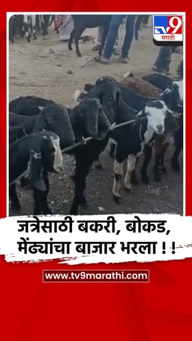 पुणे- शिरूर तालुक्यातील तळेगाव ढमढेरे येथील बाजारात शेळी, बोकड, मेंढ्यांची आवक