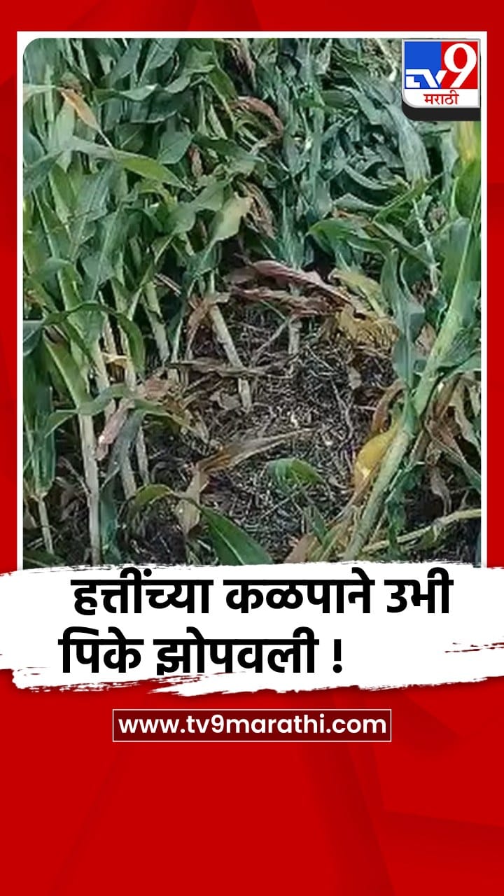 गडचिरोली : आरमोरी तालुक्यात रानटी हत्तींचा धुडगुस, शेतकऱ्यांचे प्रचंड नुकसान