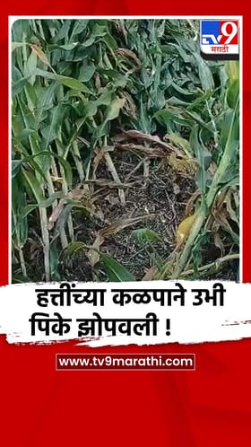 गडचिरोली : आरमोरी तालुक्यात रानटी हत्तींचा धुडगुस, शेतकऱ्यांचे प्रचंड नुकसान