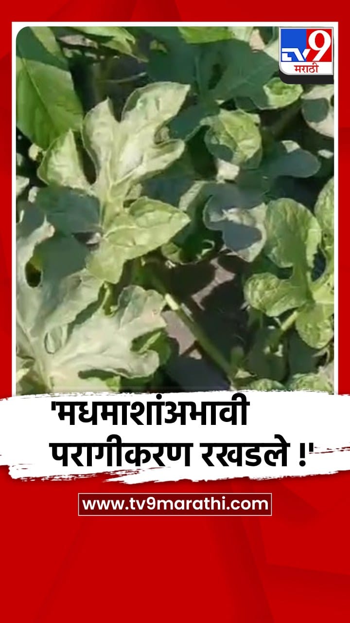 नाशिक: भागात मधमाशांची संख्या घटल्याने शेतकरी चिंतेत