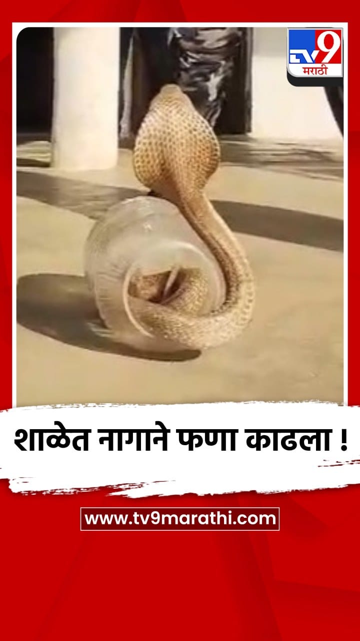 भंडाऱ्याच्या कोलारी येथील शाळेत कोब्रा नाग निघाल्याने घबराट