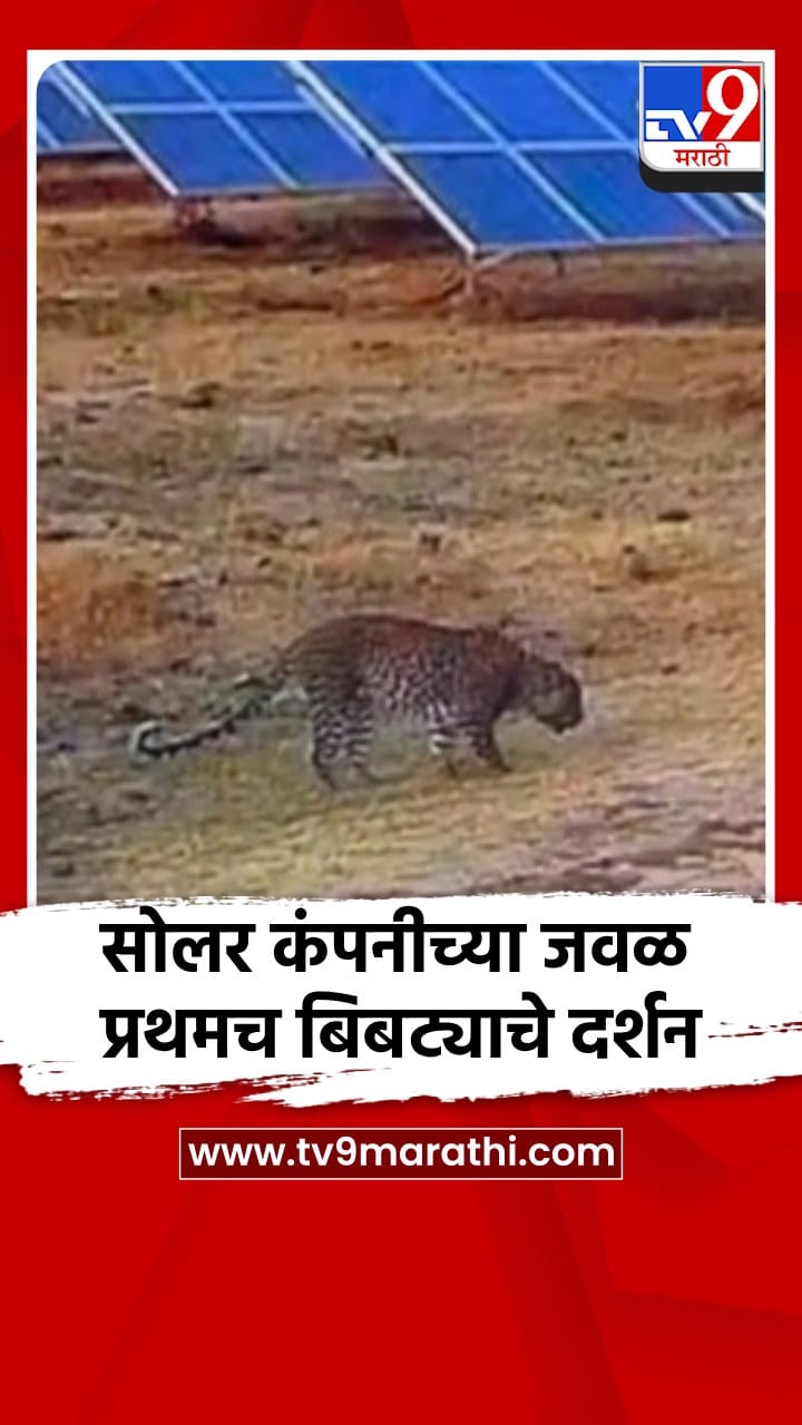 सातारा: माण तालुक्यात सोलर कंपनी परिसरात प्रथमच बिबट्याचे दर्शन