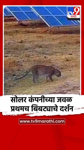 सातारा: माण तालुक्यात सोलर कंपनी परिसरात प्रथमच बिबट्याचे दर्शन