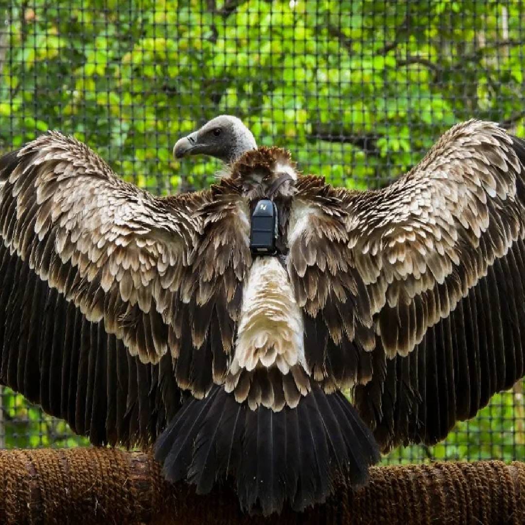 हिंदू धर्माच्या मान्यतांमध्ये सुद्धा गिधाडाचं खास वर्णन आहे. हिंदू धर्मात गिधाडाला गरुडही म्हटलं जातं. गरुड हा विष्णू देवाचं वाहन आहे. वास्तुशास्त्रानुसार घरात हंसाचा फोटो लावणही चांगलं मानलं जातं. हंसाचा फोटो दक्षिण पूर्व भिंतीवर आग्नेय कोनात लावला पाहिजे.