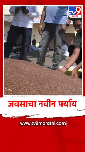 जवस पिकाला मिळाला 7 हजार रुपये दर, वाशिमच्या बाजारात पहिल्यांदाच विक्री.