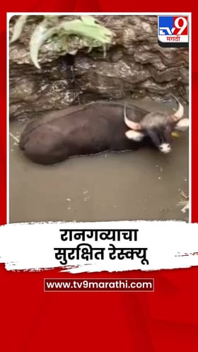 50 फूट खोल विहिरीत पडलेल्या रानगव्याचा सुरक्षित रेस्क्यू