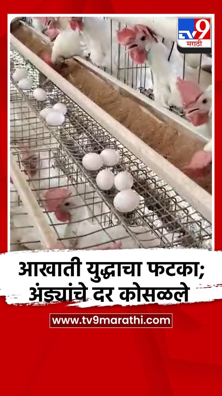 आखाती युद्धाचा फटका; अंड्यांचे दर कोसळले