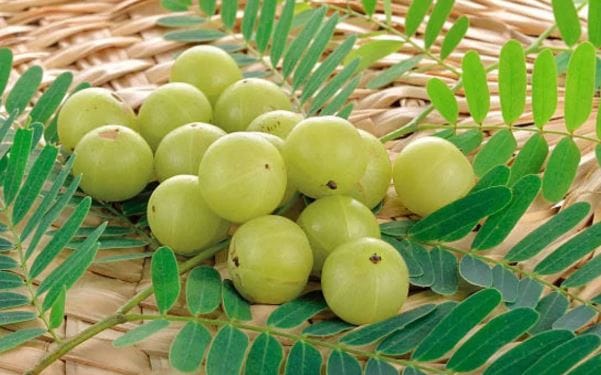 आयुर्वेदात अनेक शक्तिशाली आणि शरीरासाठी फायदेशीर असणारी फळं आहेत. या फळांचे सेवन केल्यावर शरीर निरोगी राहते. आयुर्वेदात आवळा या फळाला खूप महत्त्व आहे. या फळामध्ये सी जीवनसत्त्व असते. 