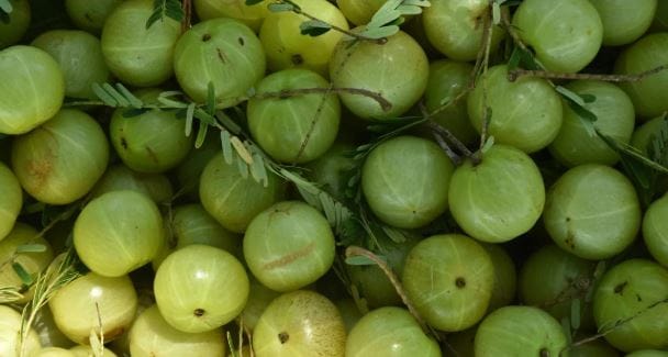 आवळ्याचे सेवन केल्याने जेवणाचे पचन पचन होते. पचनसंस्था सुधारते. आवळ्यात फायबरचे प्रमाण जास्त असते. त्यामुळे बद्धकोष्ठता होत नाही. आवळा खाल्ल्याने अॅसिडिटी होत नाही. 