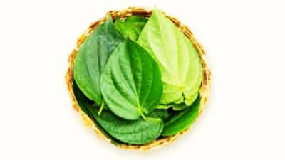 ज्योतिषशास्त्रानुसार विड्याच्या पानांनी करा हे 4 चमत्कारिक उपाय, प्रत्येक समस्या होईल दूर