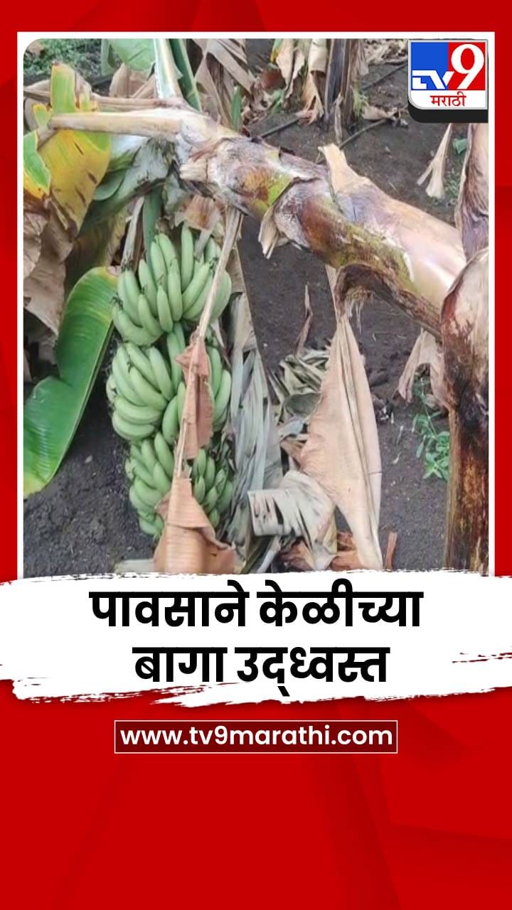 धाराशिवमध्ये अवकाळी पावसाने केळीच्या बागा उद्ध्वस्त