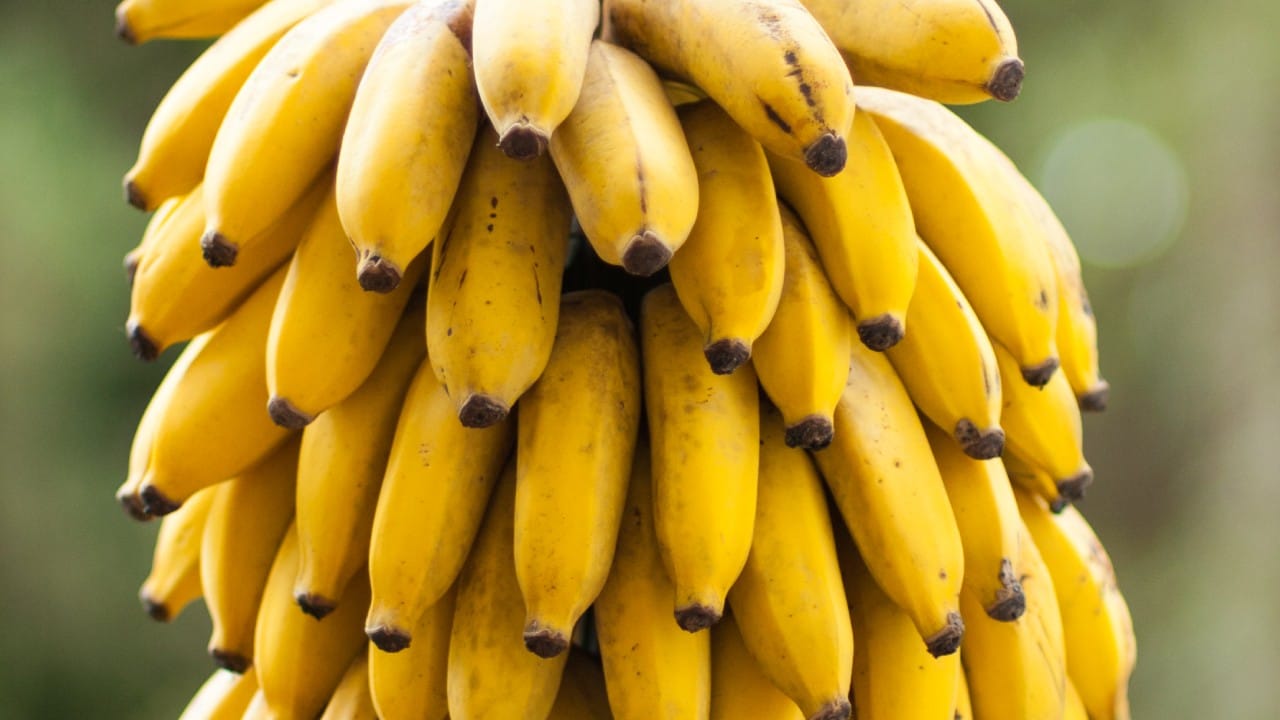 कच्ची केळी खाल्ल्याने काहींना बद्धकोष्ठता किंवा गॅसचा त्रास होऊ शकतो. ज्यांची पचनशक्ती कमकुवत आहे, त्यांनी अतिप्रमाणात केळी खाणे टाळावे. जर तुम्ही वजन कमी करण्याचा प्रयत्न करत असाल, तर मग केळी मर्यादित प्रमाणात खा. यात कॅलरीज जास्त असल्याने अतिसेवनाने वजन वाढू शकते.