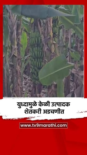 युध्दामुळे केळी उत्पादक शेतकरी अडचणीत