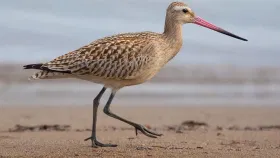 सलग 11 दिवस हवेत उडणारा पक्षी, एका झटक्यात 13000 किमी अंतर.