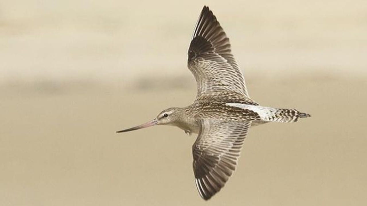 हजारो किमी अंतर: या पक्षाने एकूण 13560 किलोमीटरचे अंतर पार केले. एका दमात इतका मोठा प्रवास करण्याचा हा एक जागतिक विक्रम ठरला आहे.