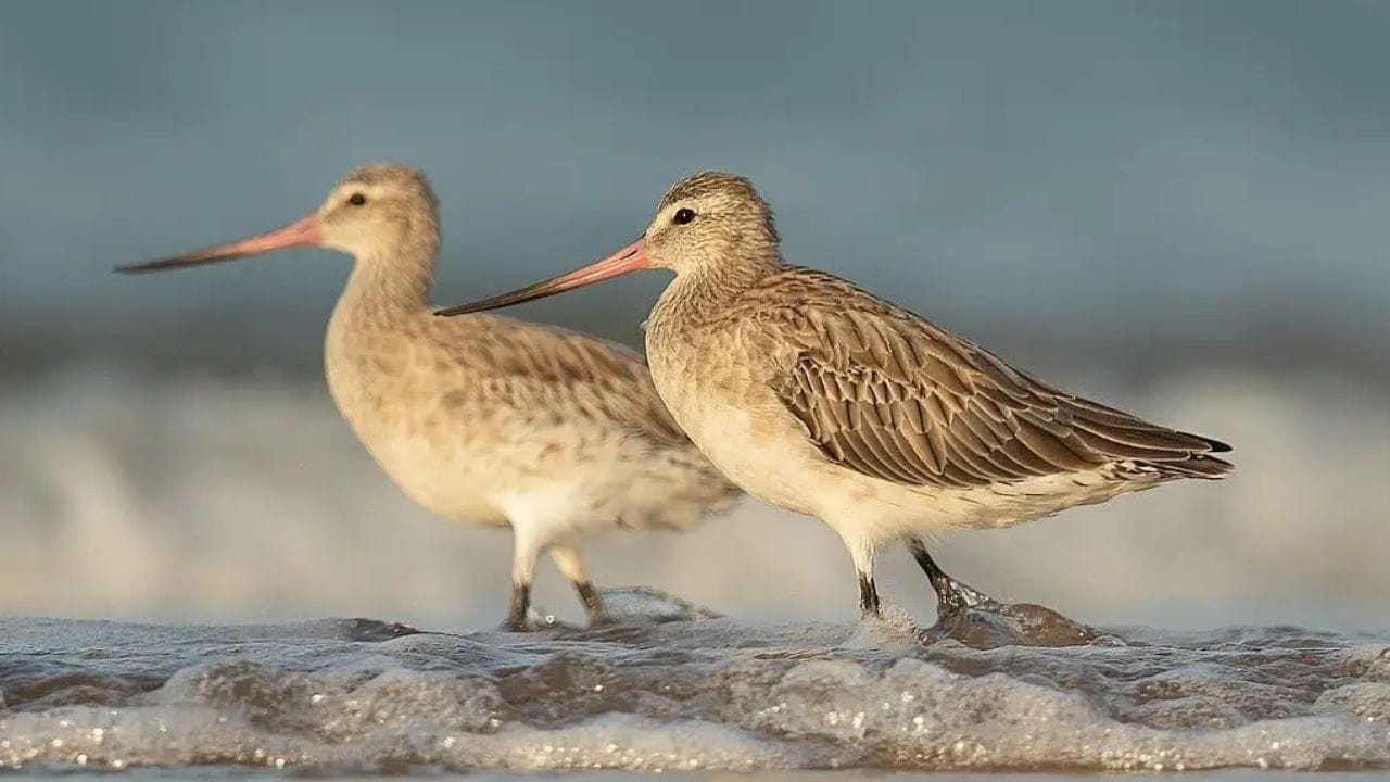 विनाथांबा प्रवास: बार-टेल्ड गॉडविट या लहानशा पक्षाने सलग 11 दिवस आणि 1 तास न थांबता उड्डाण केले. या काळात तो कुठेही विसाव्यासाठी उतरला नाही.