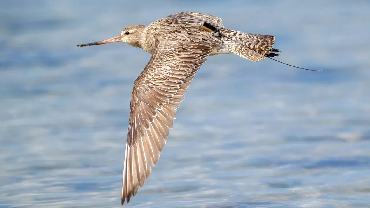 प्रवासाचा मार्ग: या पक्षाने आपला प्रवास अमेरिकेच्या उत्तरेकडील 'अलास्का' येथून सुरू केला आणि ऑस्ट्रेलियाजवळील 'टास्मानिया' बेटावर तो संपवला.