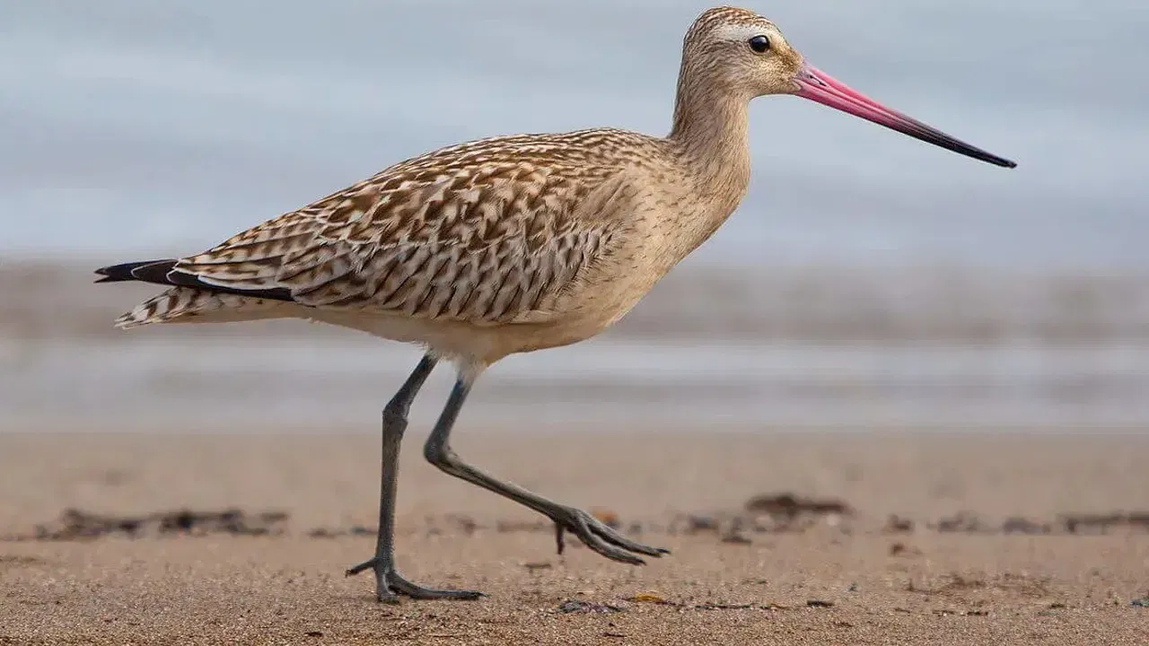 कठोर परिस्थिती: हा संपूर्ण प्रवास प्रशांत महासागरावरून झाला. 11 दिवसांच्या या काळात पक्षाने काहीही खाल्ले नाही किंवा पाणीही प्यायले नाही; तो फक्त सतत उडत राहिला.
