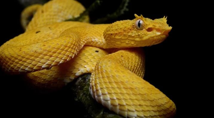 जगात सर्वात सुंदर दिसणाऱ्या सापांमध्ये ब्लू कोरल स्नेकचे नाव प्रामुख्याने घेतले जाते. हा साप मलेशिया, थायलँड, सिंगापूर, इंडोनिशाय या देशांत सापडतो. या सापाच्या अंगावर हलक्या निळ्या रंगाच्या रेषा असतात. हा साप मात्र विषारी असतो. त्यामुळे त्याच्यापासून लांब राहणेच चांगले.