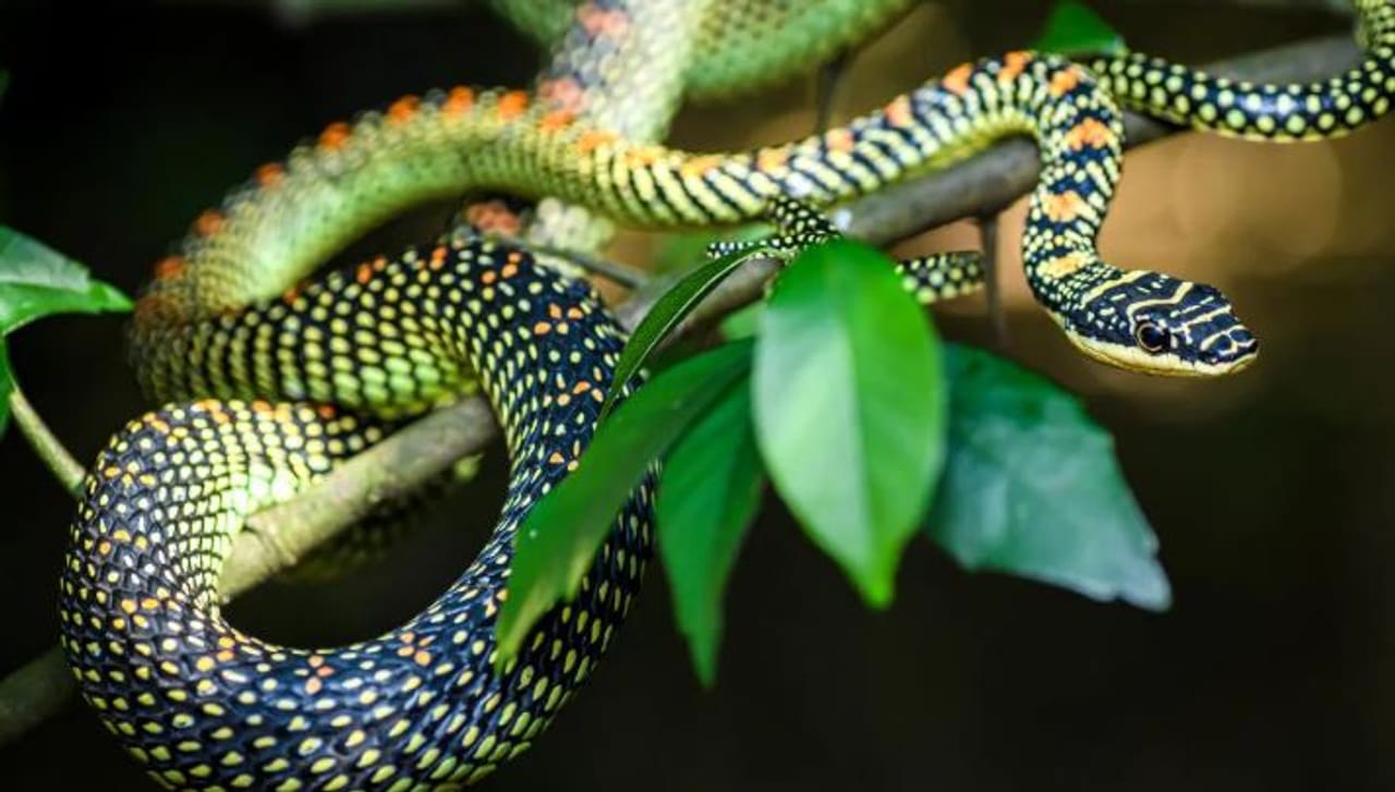 साप म्हटलं की प्रत्येकजण घाबरतो. काही साप तर एवढे विषारी असतात की त्यांनी चावा घेतल्यावर माणूस काही सेकंदांत मरतो. परंतु बरेच साप हे बिनविषारी असतात. सध्या जगात सापांच्या शेकडो प्रजाती आहेत. यातील काही साप हे दिसायला खूपच सुंदर असतात.