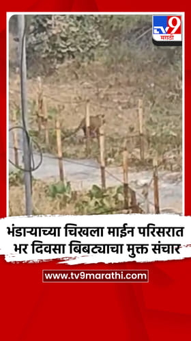 भंडाऱ्याच्या चिखला माईन परिसरात भर दिवसा बिबट्याचा मुक्त संचार.