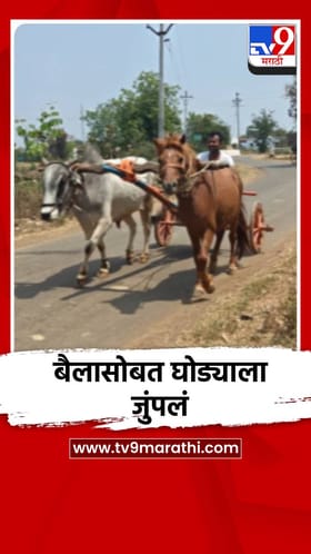 बैलासोबत घोड्याला जुंपलं, भंडाऱ्यात पाहायला मिळालं अनोखं चित्र