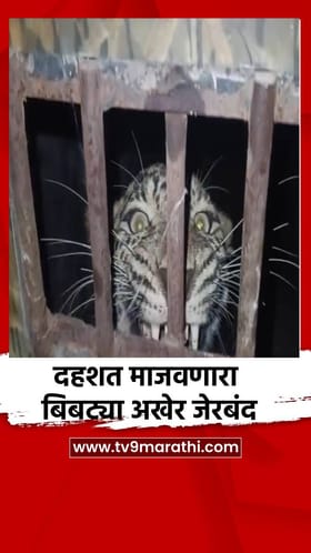 दहशत माजवणारा बिबट्या अखेर जेरबंद.