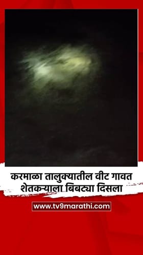 करमाळा तालुक्यातील वीट गावत शेतकऱ्याला बिबट्या दिसला.