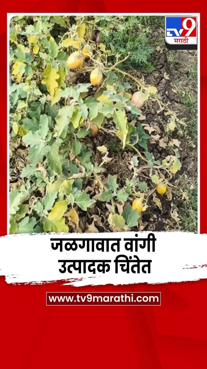 जळगावात वांगी उत्पादक शेतकरी चिंतेत; खर्चही निघणं कठीण