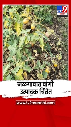 जळगावात वांगी उत्पादक शेतकरी चिंतेत; खर्चही निघणं कठीण