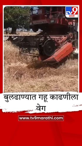 बुलढाण्यात गहू काढणीला वेग, मजुरांच्या तुटवड्यामुळे शेतकरी हार्वेस्टरच्या वाटेवर