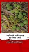 गारपीट, वादळी वाऱ्याचा तडाख्यामुळे चाळीसगावात शेतकऱ्यांचं नुकसान.