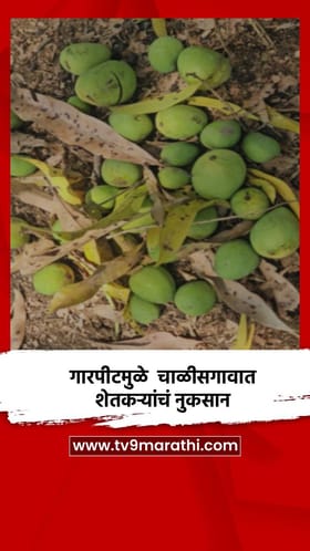 गारपीट, वादळी वाऱ्याचा तडाख्यामुळे चाळीसगावात शेतकऱ्यांचं नुकसान