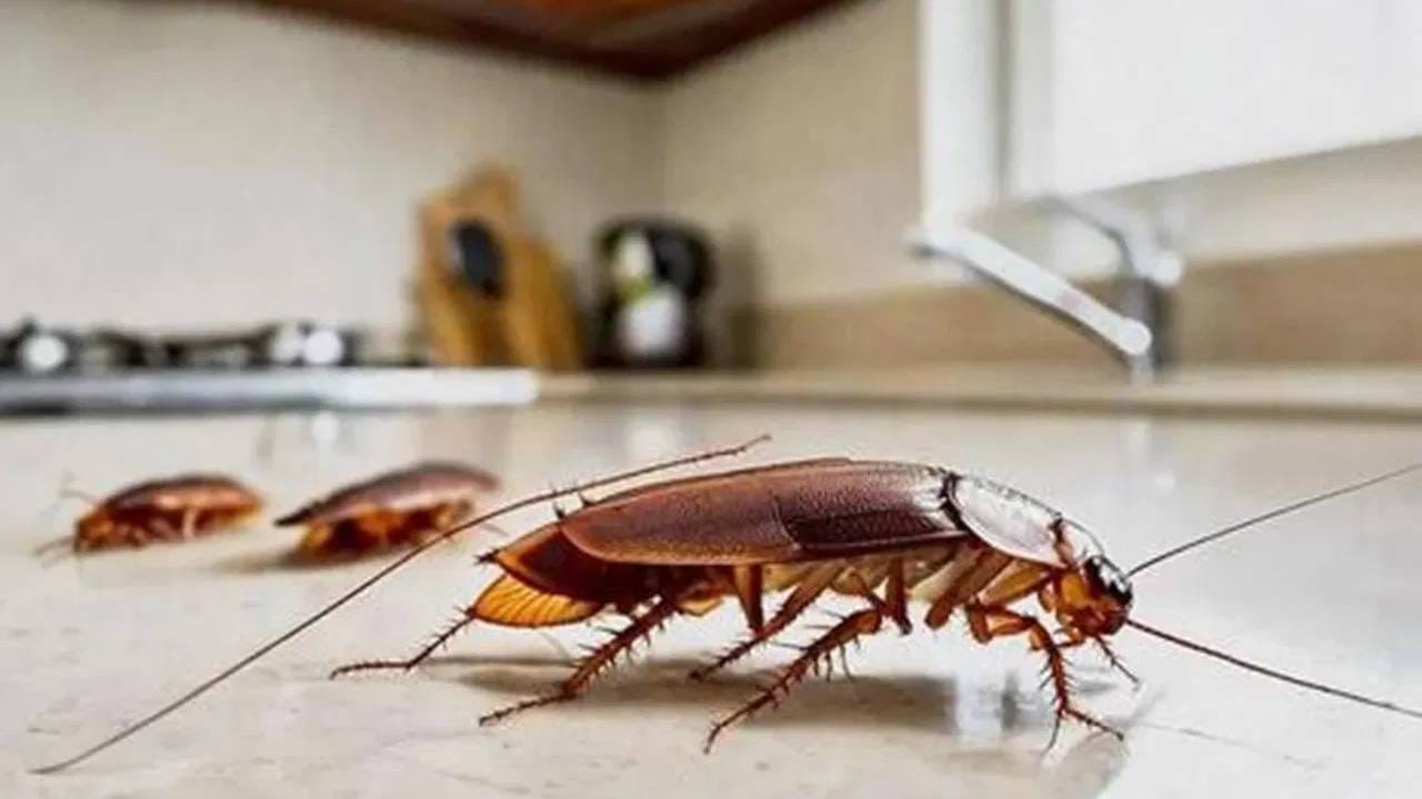 Cockroach Prajati या झाडाची पानं म्हणजे झुरळांचे कट्टर शत्रू, घरात आणल्यास झुरळं लगेच ...