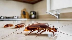 या झाडाची पानं म्हणजे झुरळांचे शत्रू, घरात आणल्यास झुरळं जातील पळून.