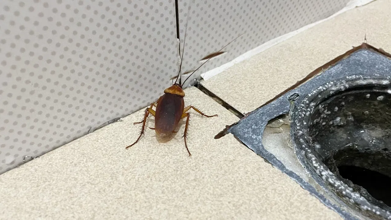 यासाठी लागणारे साहित्या: १-२ केळ्याची साल (छिलके), एक वाटी किंवा छोटे भांडे, १-२ चमचे डिटर्जंट (लिक्विड किंवा पावडर), १-२ चमचे साखर, अर्धा कप पाणी (अंदाजे १००-१२० मिली)