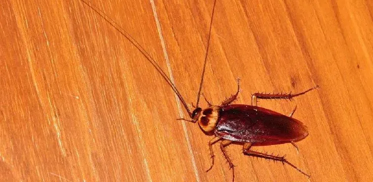 कसे बनवायचे? १. केळ्याची साल छोट्या-छोट्या तुकड्यांमध्ये कापा. हवी तर हलकी मॅश करून घ्या जेणेकरून त्याचा गंध जास्त पसरेल. २. वाटीत १-२ चमचे साखर घाला. ३. त्यात १-२ चमचे डिटर्जंट घाला. ४. अर्धा कप पाणी घालून सर्व काही चांगले मिसळा. ५. मिश्रण खूप घट्ट नको, पण चांगले पातळ असावे.