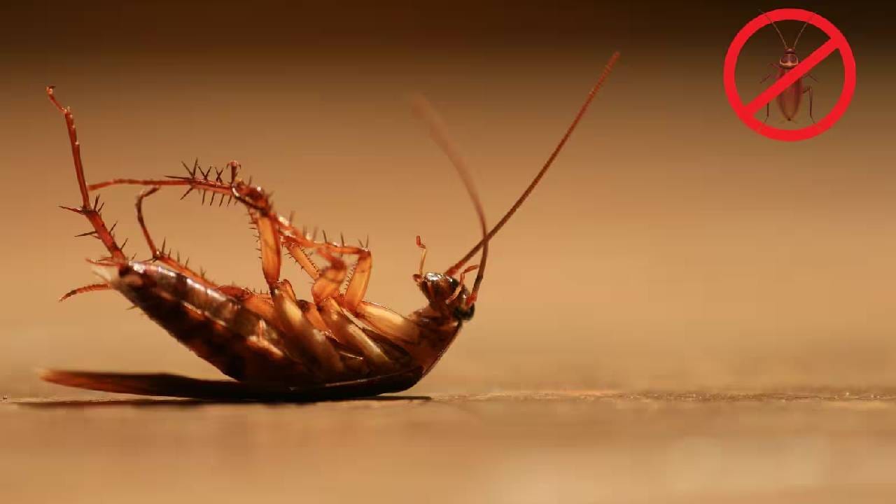 साखर आणि केळ्याच्या सालचा गोड वास झुरळांना आकर्षित करतो. ते या मिश्रणाकडे येतात, त्यात पडतात किंवा पीतात. डिटर्जंट त्यांच्या शरीराला चिकटतो आणि श्वास घेण्याचे मार्ग बंद करतो. त्यामुळे ते लवकरच मरतात.