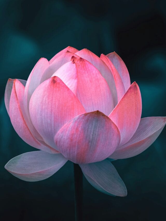 भारतच नव्हे तर या देशांचे राष्ट्रीय फूल देखील कमळच आहे