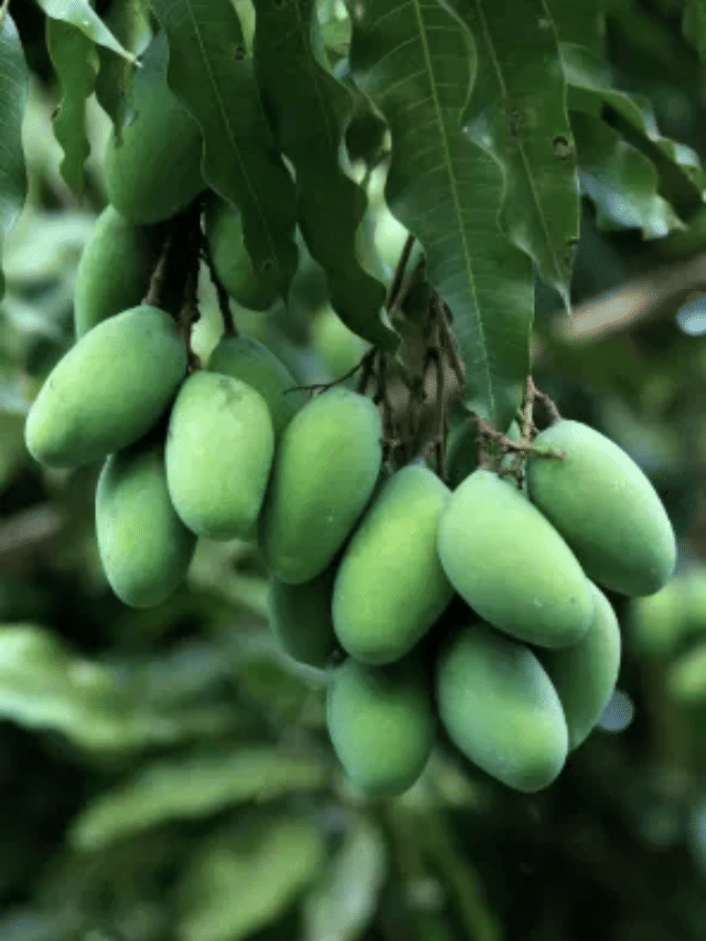 कैरी खाल्यामुळे शरीराला होता फायदा?