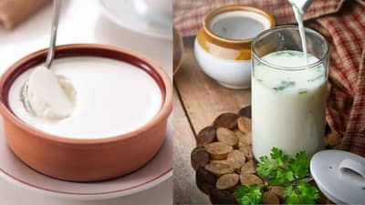 आम्लपित्त, बद्धकोष्ठतेपासून आराम मिळवण्यासाठी दही की ताकाचे सेवन करणे ठरेल फायदेशीर?