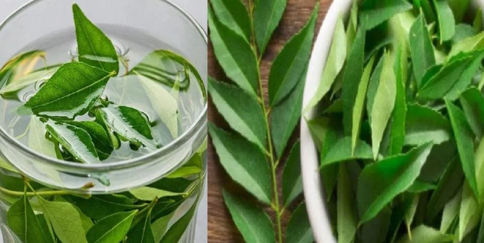 या पर्यायाचा अवलंब केल्यास तुमच्या घरातील झुरळ निघून जातात. झुरळांना कढीपत्त्याचा वास आवडत नाही. त्यामुळेच ते घरातून काढता पाय घेतात. घरातील झुरळं घालवण्यासाठी इतरही काही घरगुती उपयांचा अवलंब करता येऊ शकतो.