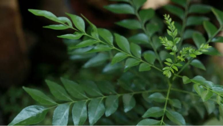 (टीप- या लेखातील सर्व माहिती ही प्राथमिक स्वरुपाची आहे. सविस्तर माहितीसाठी किंवा कोणताही प्रयोग करण्याआधी त्या-त्या क्षेत्रातील तज्ज्ञांशी संपर्क साधावा)